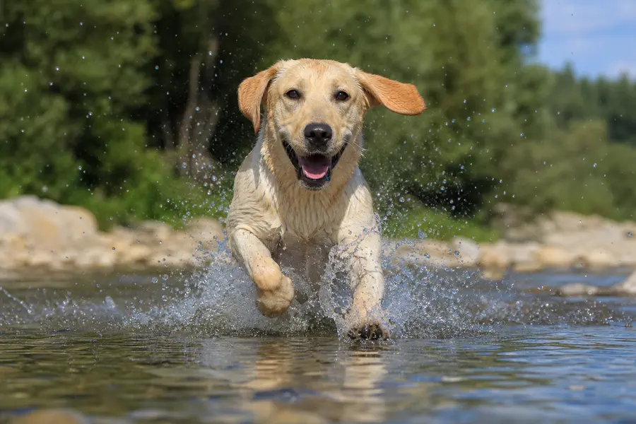 Yellow Labrador running and splashing through shallow water outdoors.