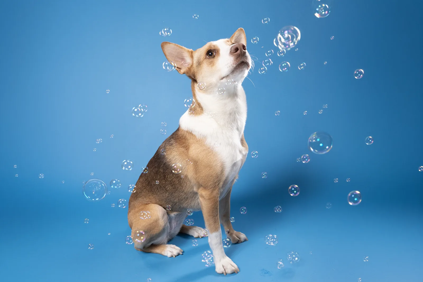 Dog photographed among iridescent bubbles against a blue studio backdrop.