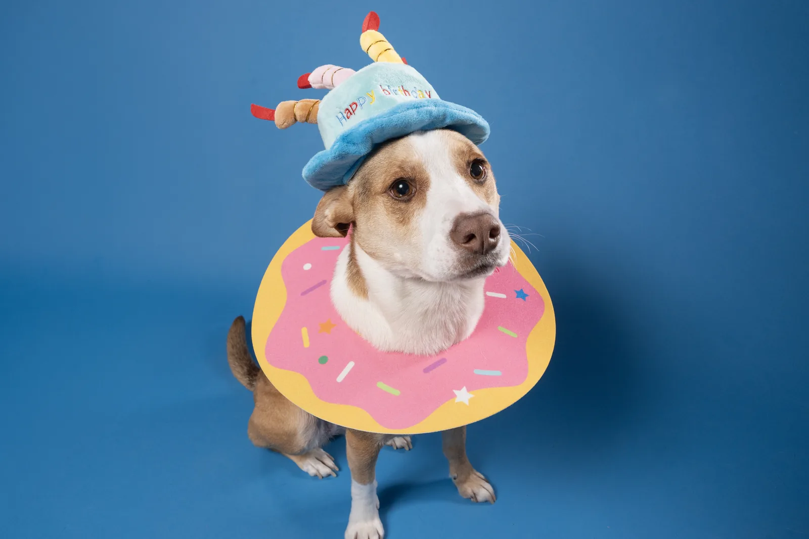 Playful dog wearing party accessories during a colourful studio portrait session.
