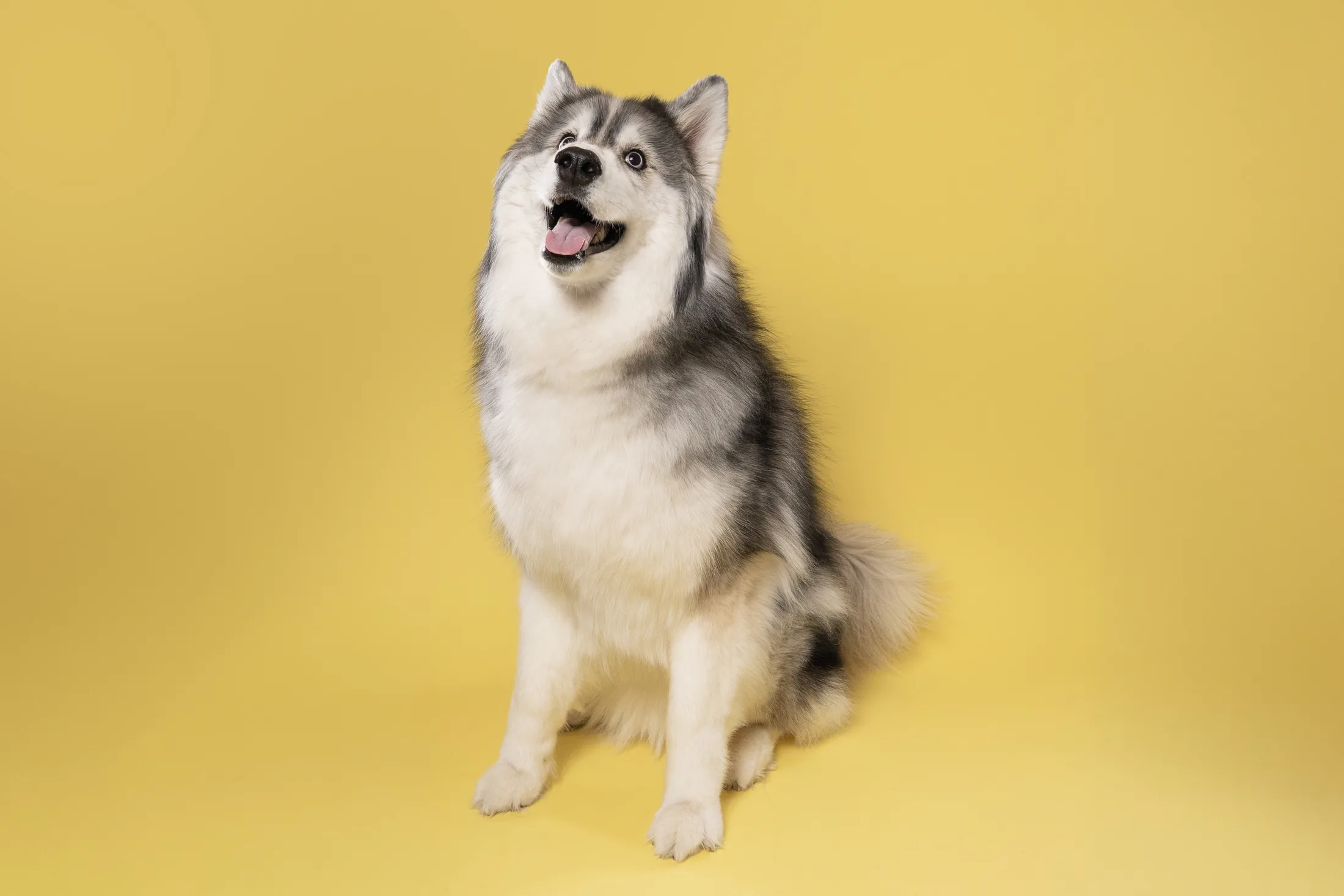 Smiling Siberian husky sitting against a yellow studio backdrop.