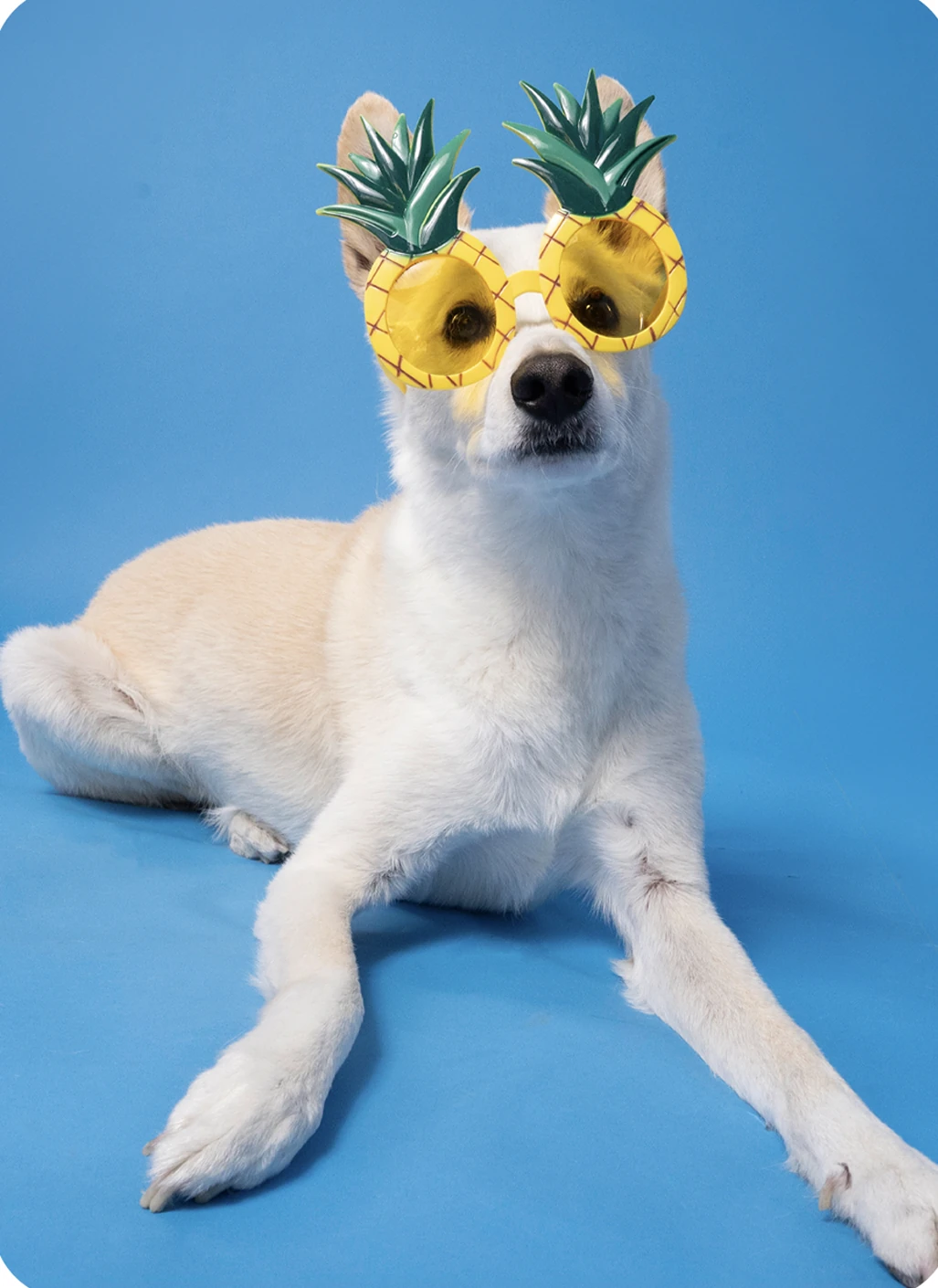 White dog wearing yellow pineapple glasses against a blue studio backdrop.
