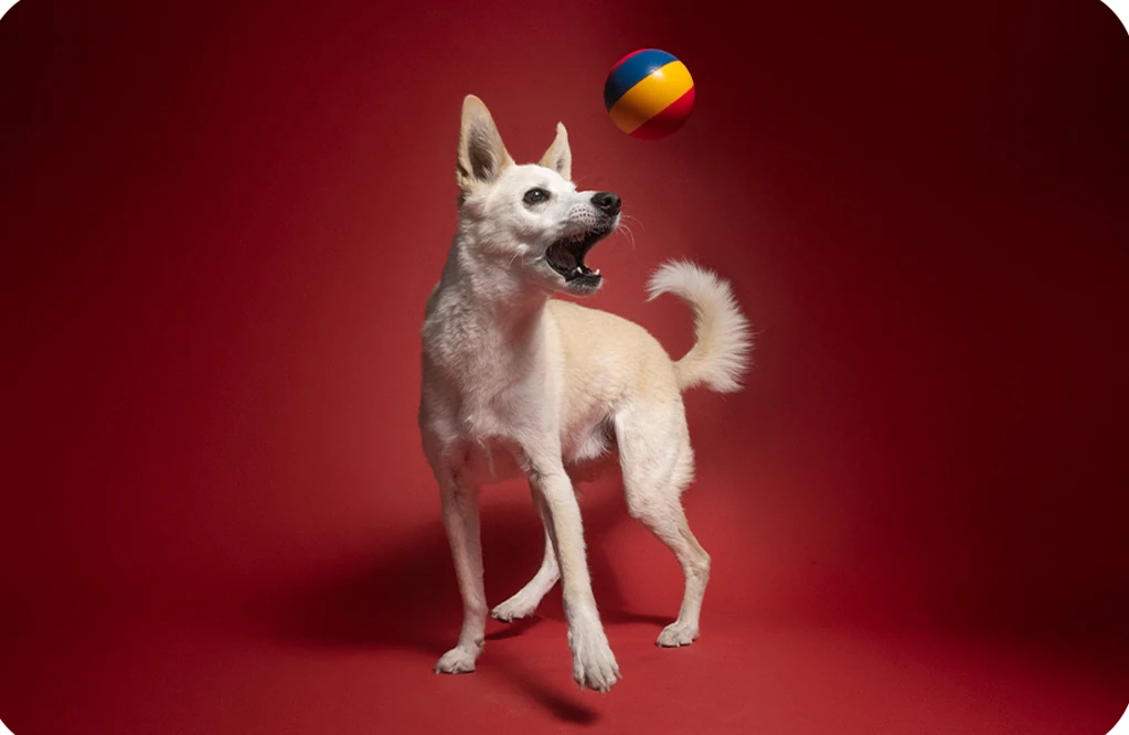 Small dog watching a ball against a red studio backdrop.