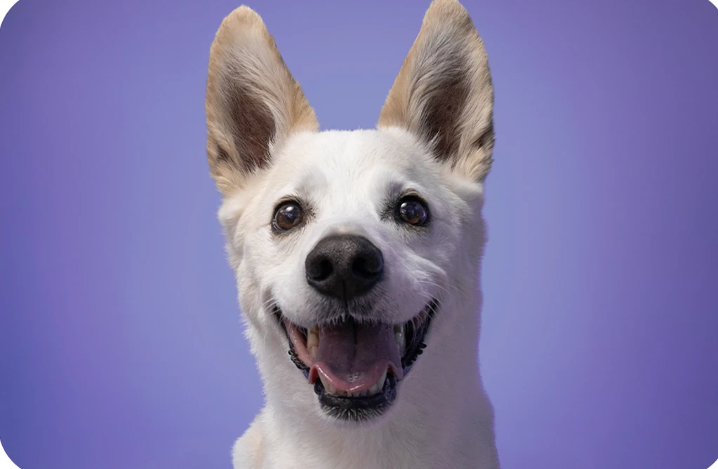 Smiling dog photographed against a violet studio backdrop.