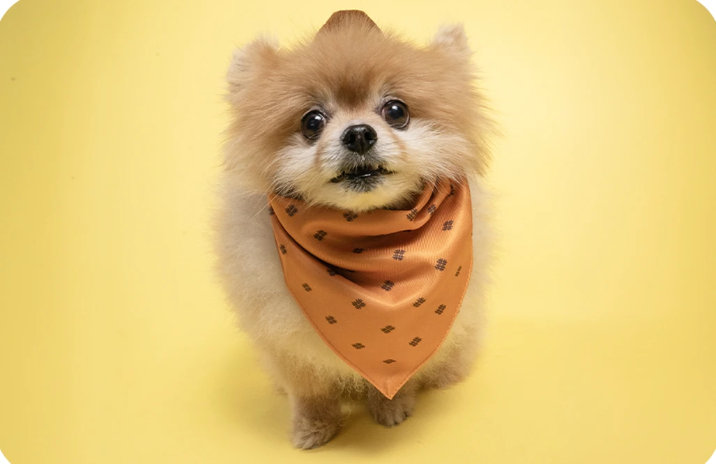 Small dog wearing a scarf against a yellow studio backdrop.