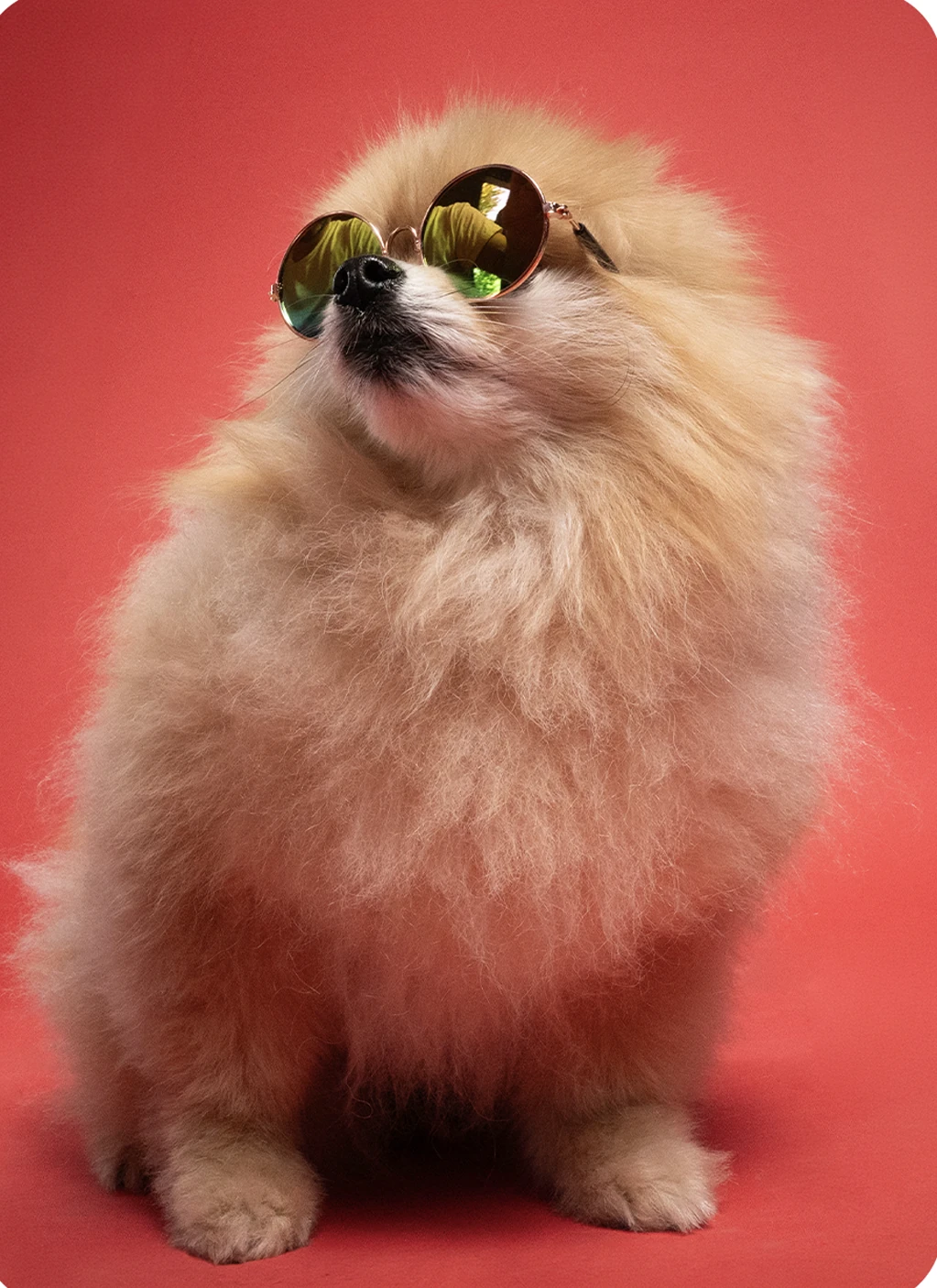 Dog portrait with sunglasses Playful dog wearing sunglasses against a coral studio backdrop.