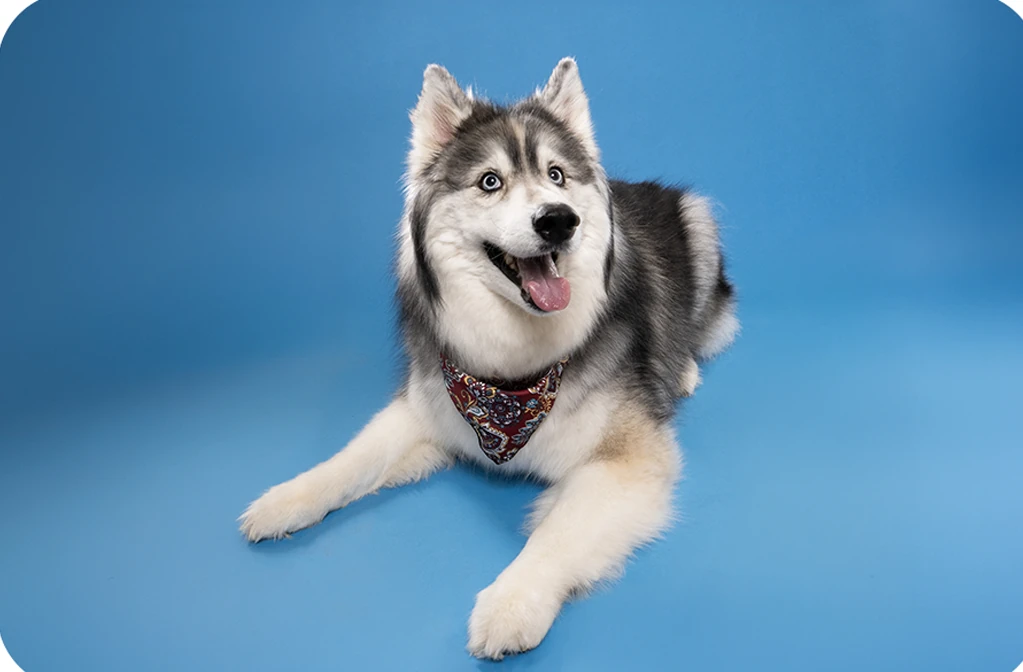 Husky resting during a portrait session against a blue studio backdrop.