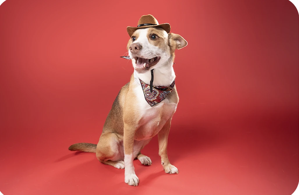 Dog wearing a hat against a red studio backdrop.