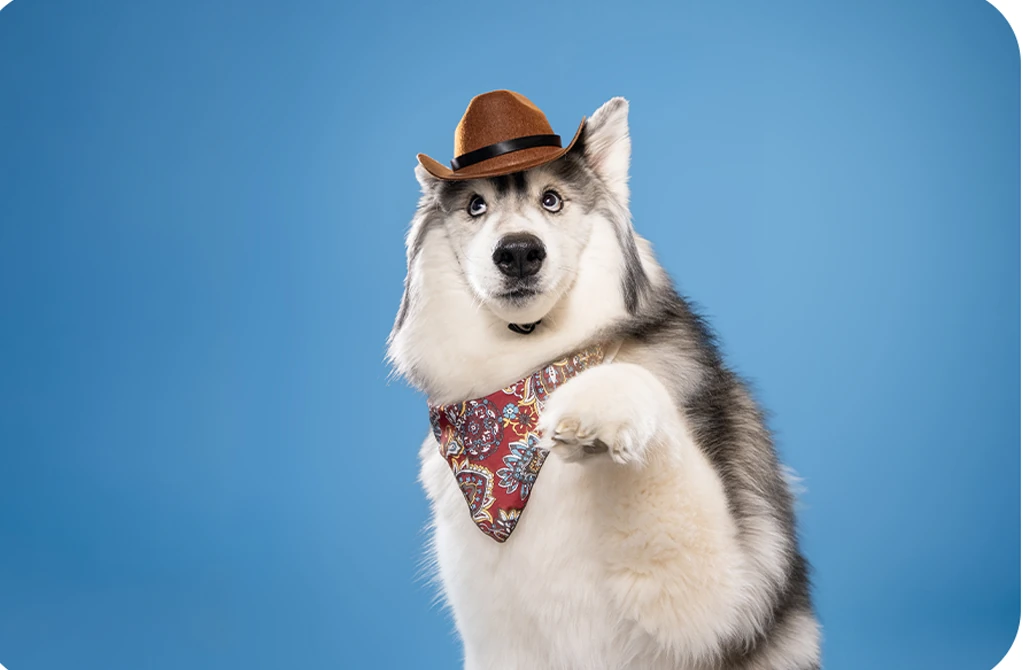 Husky wearing a cowboy hat against a blue studio backdrop.