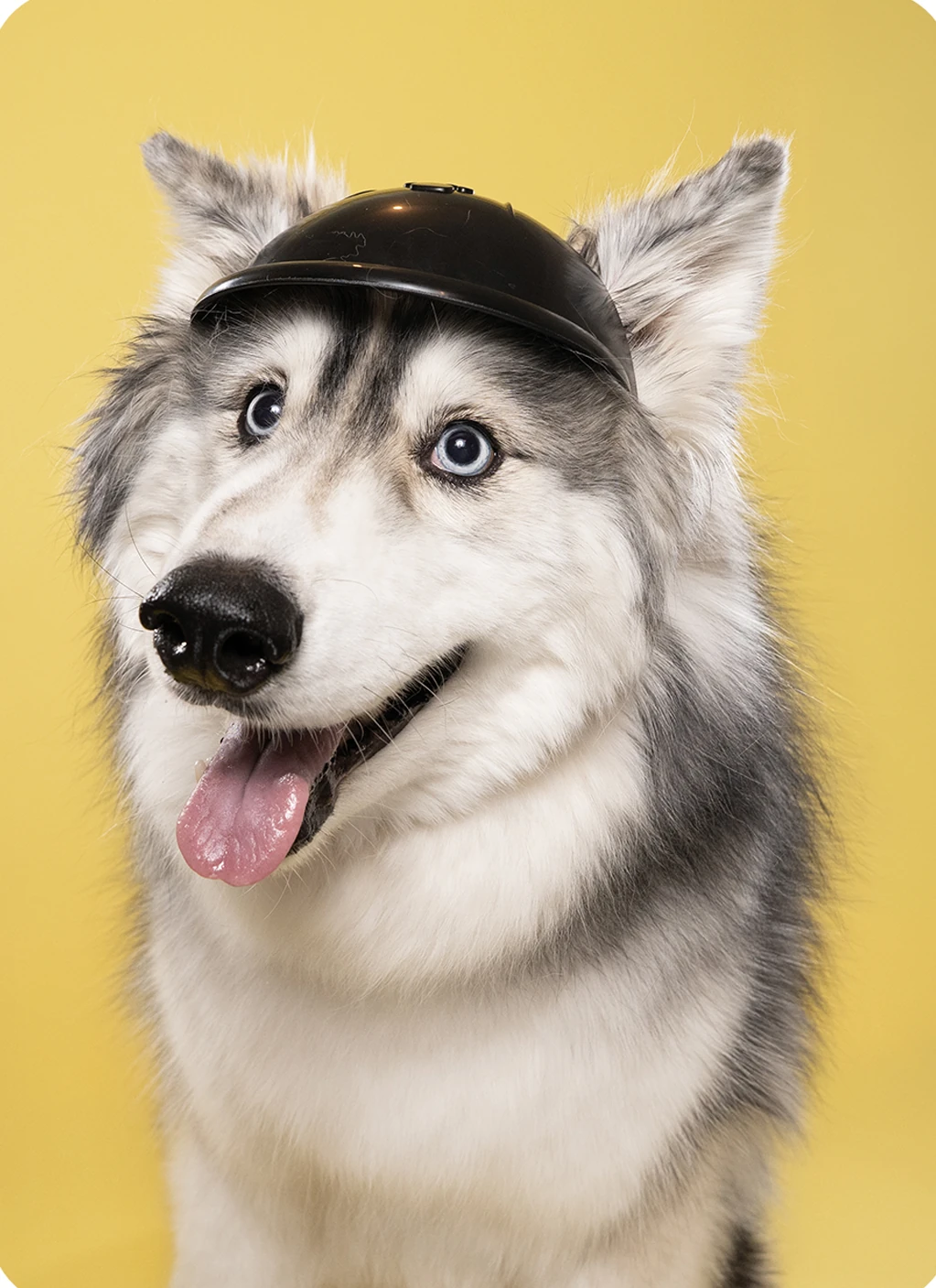 Husky wearing a translucent visor against a yellow studio backdrop.