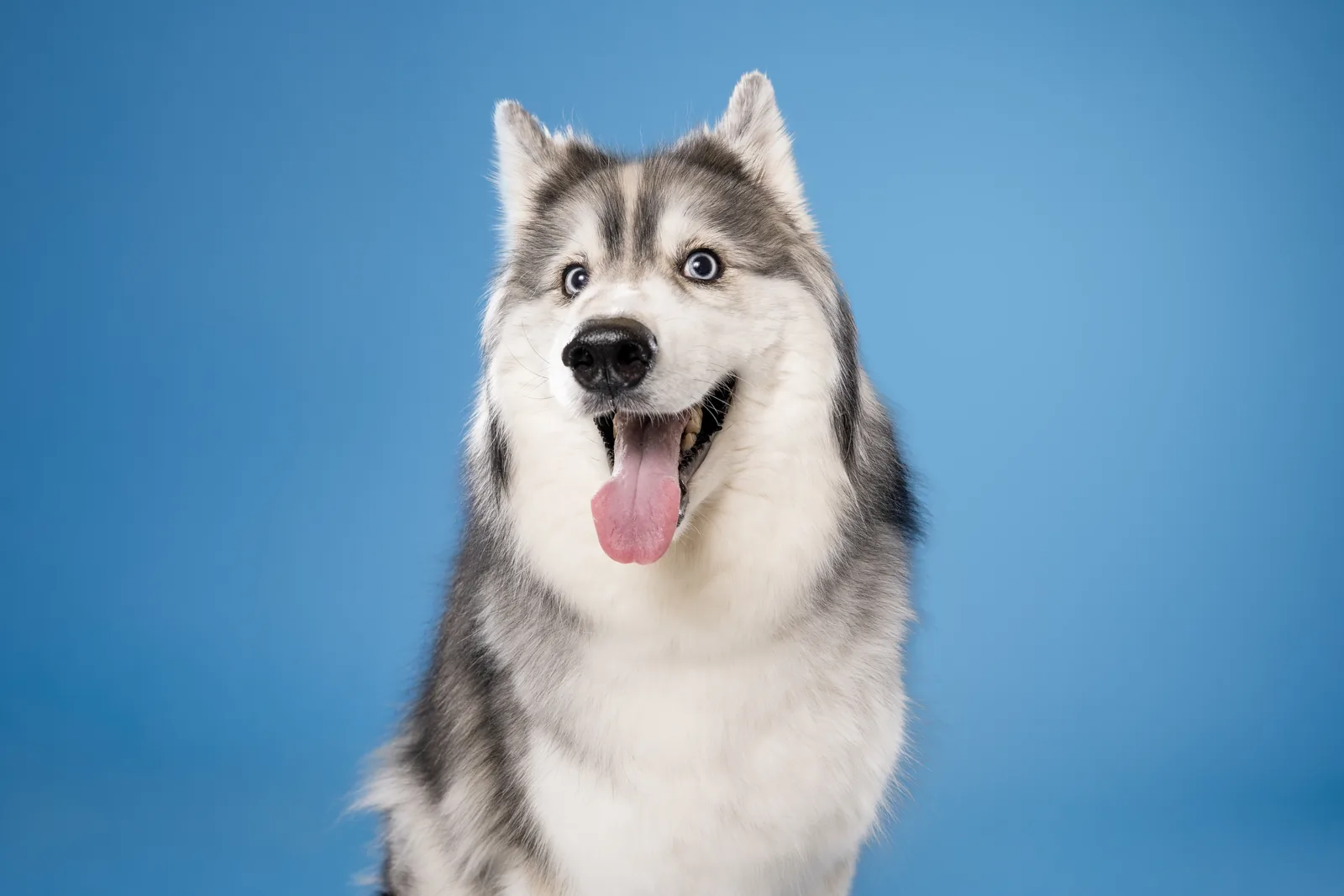 Happy husky photographed on a vivid blue backdrop in a mobile dog photography studio.
