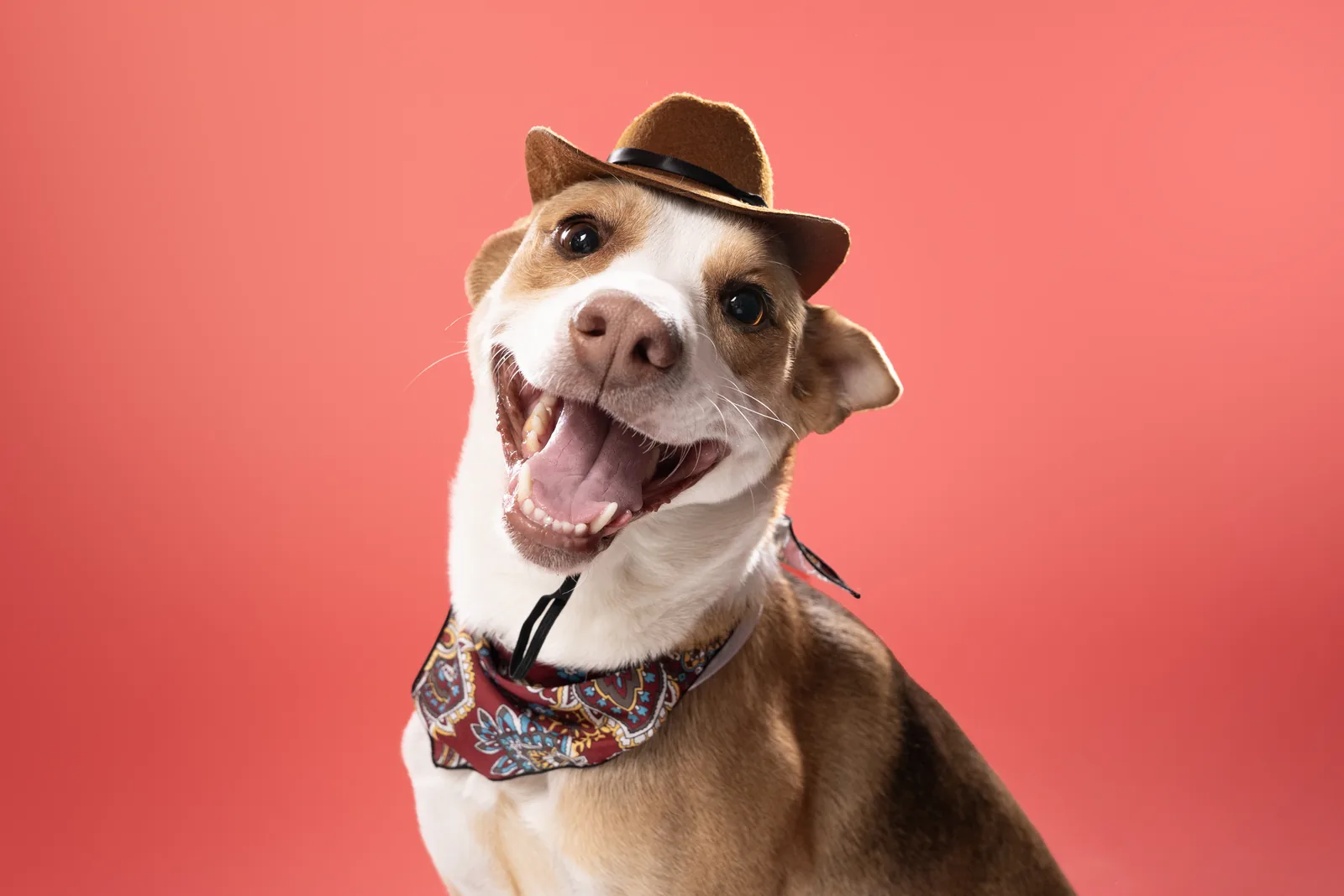 Happy dog photographed against a coral studio backdrop.