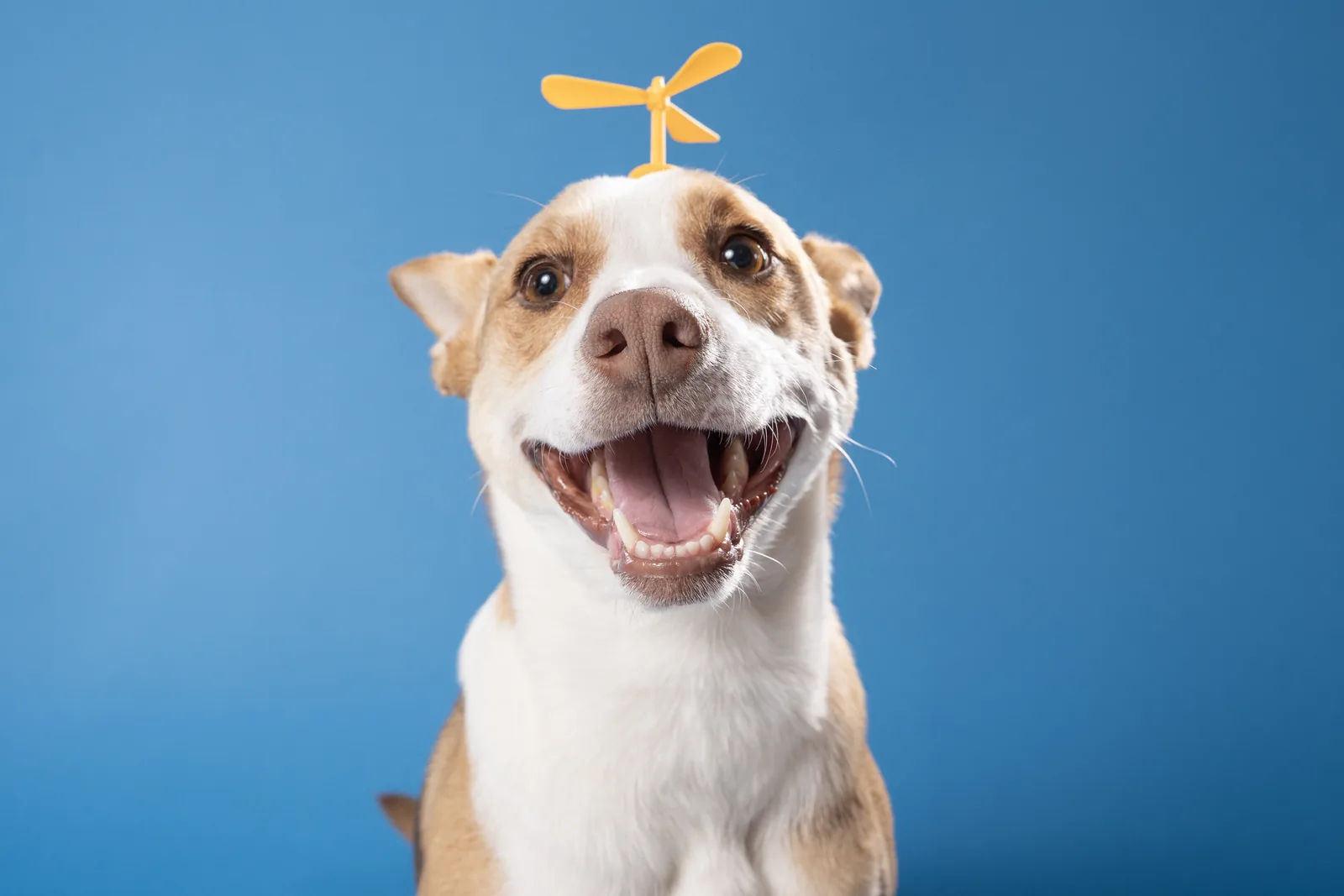 Smiling dog photographed against a bright blue studio backdrop.