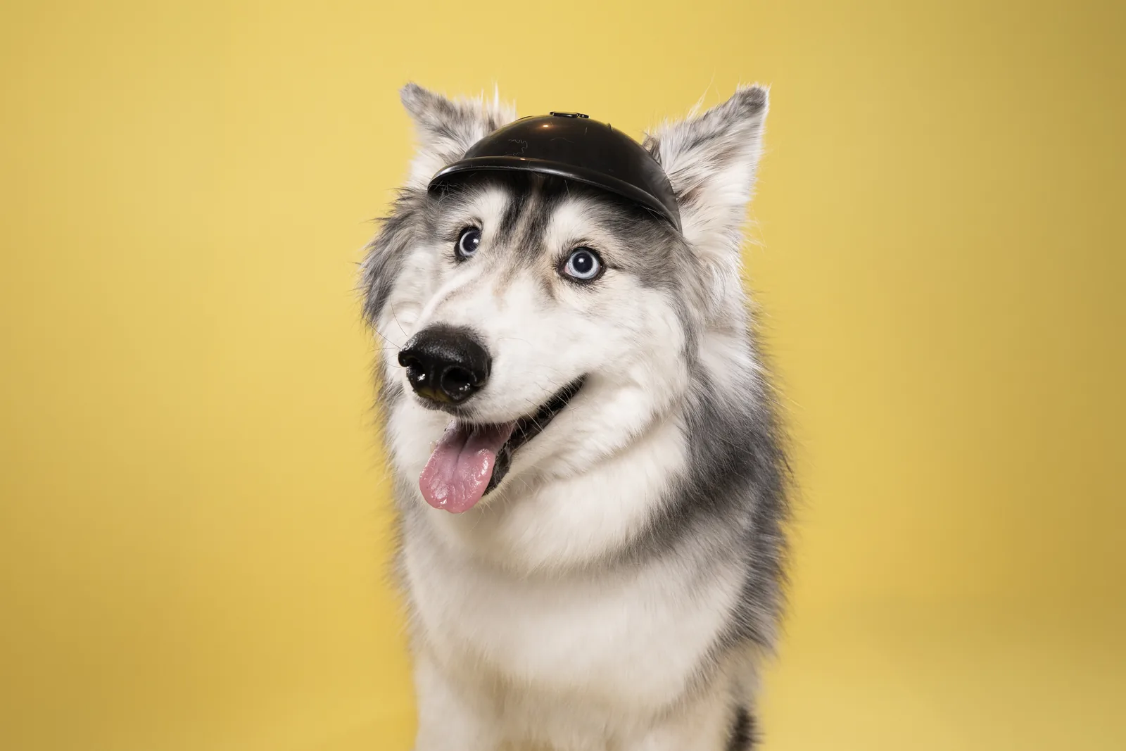 Close-up portrait of a dog against a bright yellow studio backdrop.