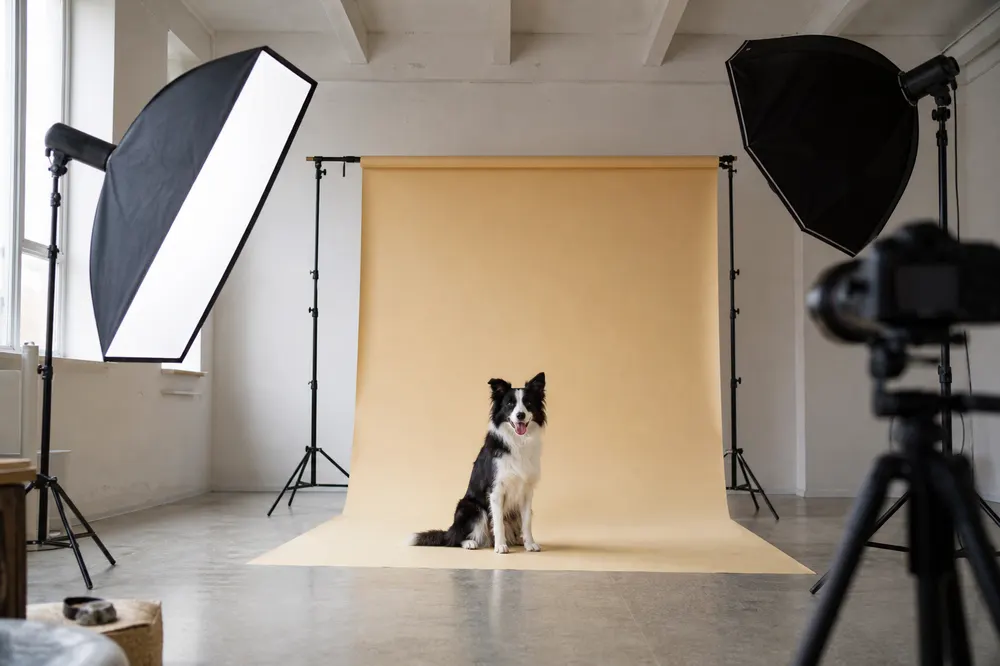 Dog photographed in a mobile studio setup with a yellow paper backdrop.